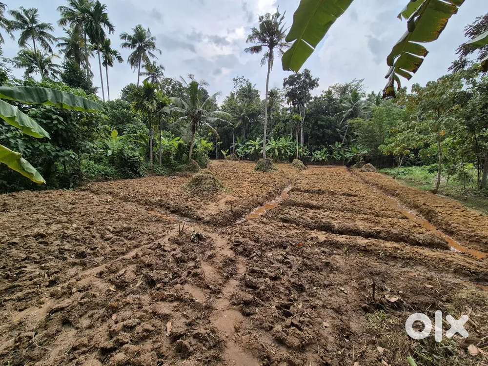 Land for sale in Thumpod