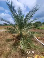 Dates farm lands with 500% returns