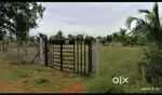 Babjan venture