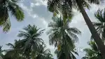 COCONUT FARM LAND IN SALE