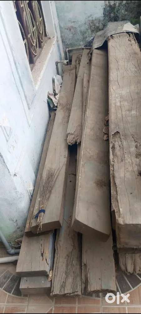 (Immediate sale )பிள்ளைமருது மரம் விற்பனைக்கு -pillai muruthu  wood