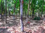 15 സെന്റ് സ്ക്വർ പ്ലോട് കടമ്പനാട് നിന്ന് 2.5 km