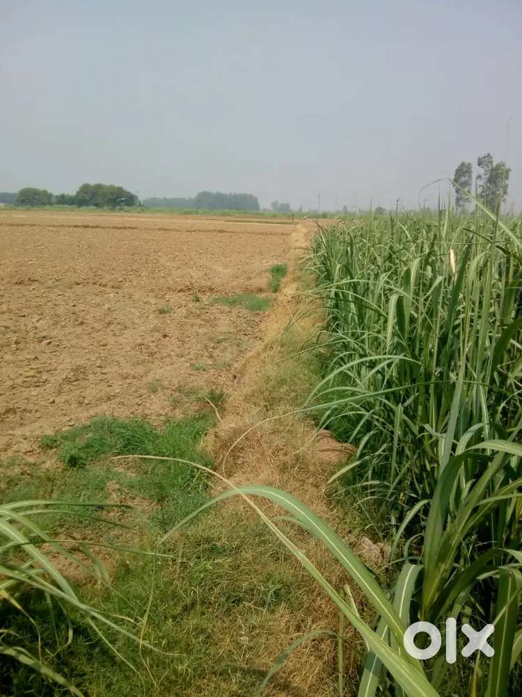 Agricultural land 1.5 Killa(12 Kanal) for sale
