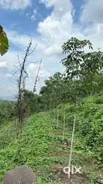 2 acer land with good black soil for cultivation