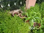 Plastic Garden Pots with Mud