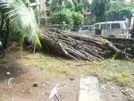 Bamboos for scrap