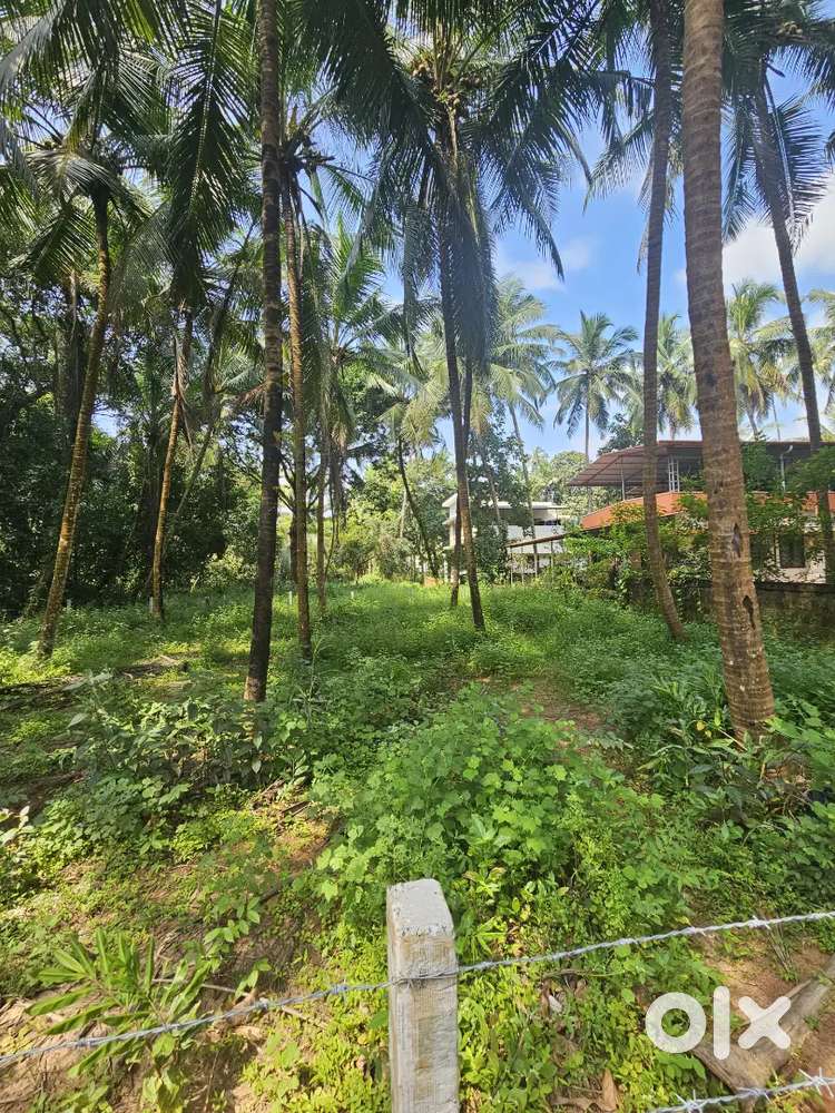 10 cent Housing Plot at Kavinisseri cherukunnu