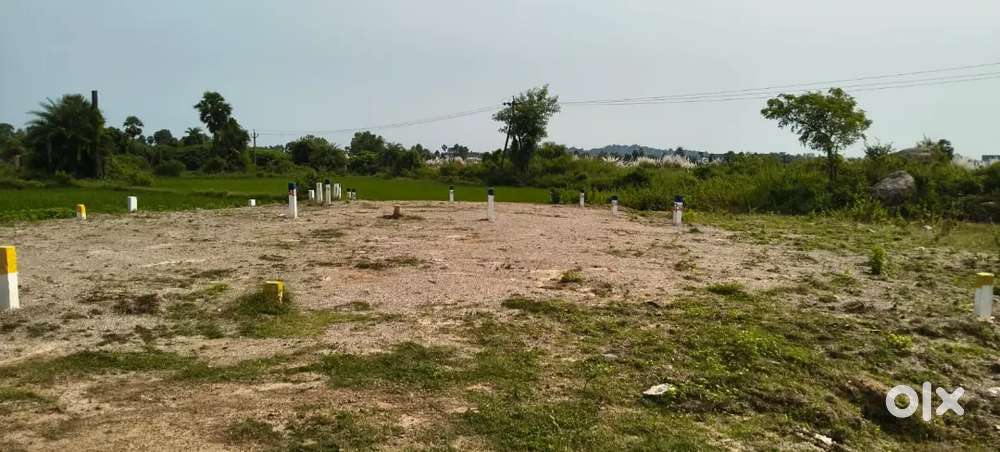 Near Kendriya vidyalam school,munasabpeta,srikakulam,