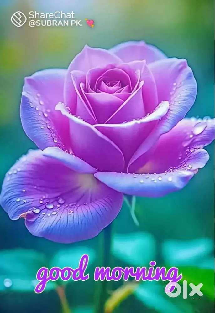 Accomodation provided free