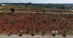 Zero Maintenance Farmland with FARM House & Pool@ Gauribidanur