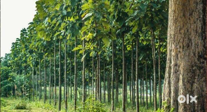 121 SQYDS PLOT 15 LAKHS near HYDERABAD