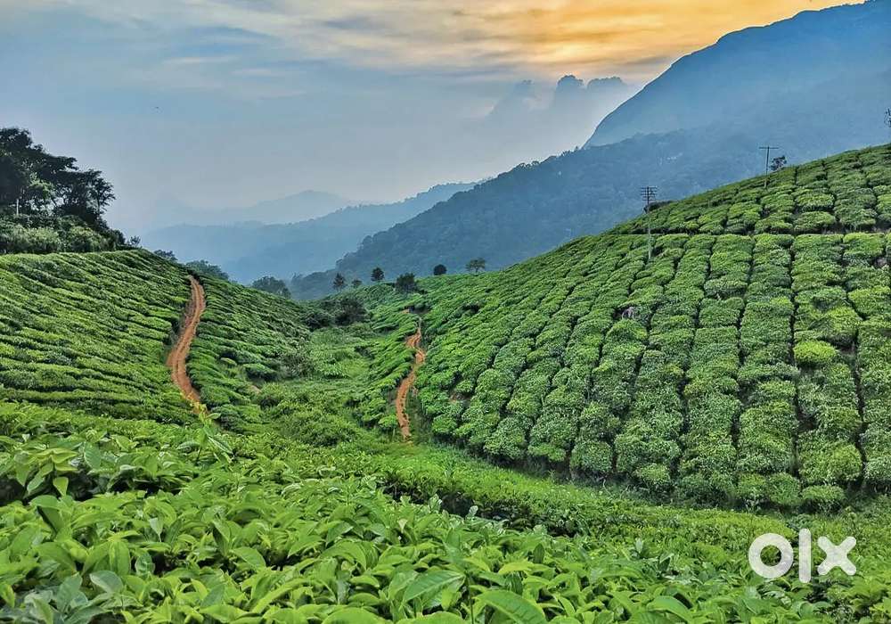 2,000 Acre Tea Plantation for Sale in Kerala