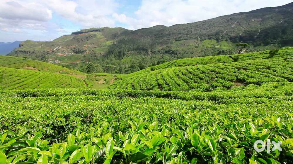 Tea Garden 10 Bighas