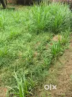 Plot for sale