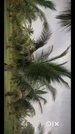Prime Coconut Farm Land for Sale in Solavampalayam, Kinathukadavu