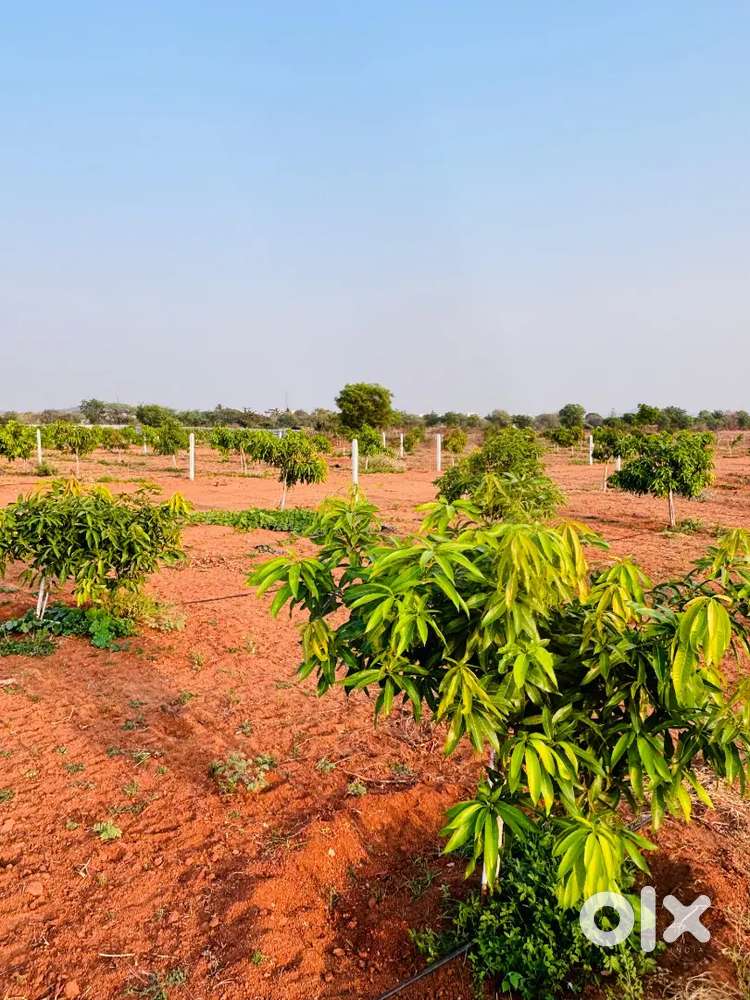 Farm plots Near Kandukur Srisailam Highway