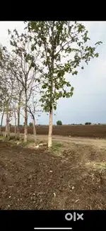 14 Bigha jamin Ujjain
