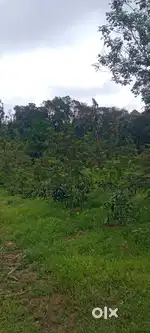 11 Acre Young Coffee Plantation for Sale – Chikkamagaluru