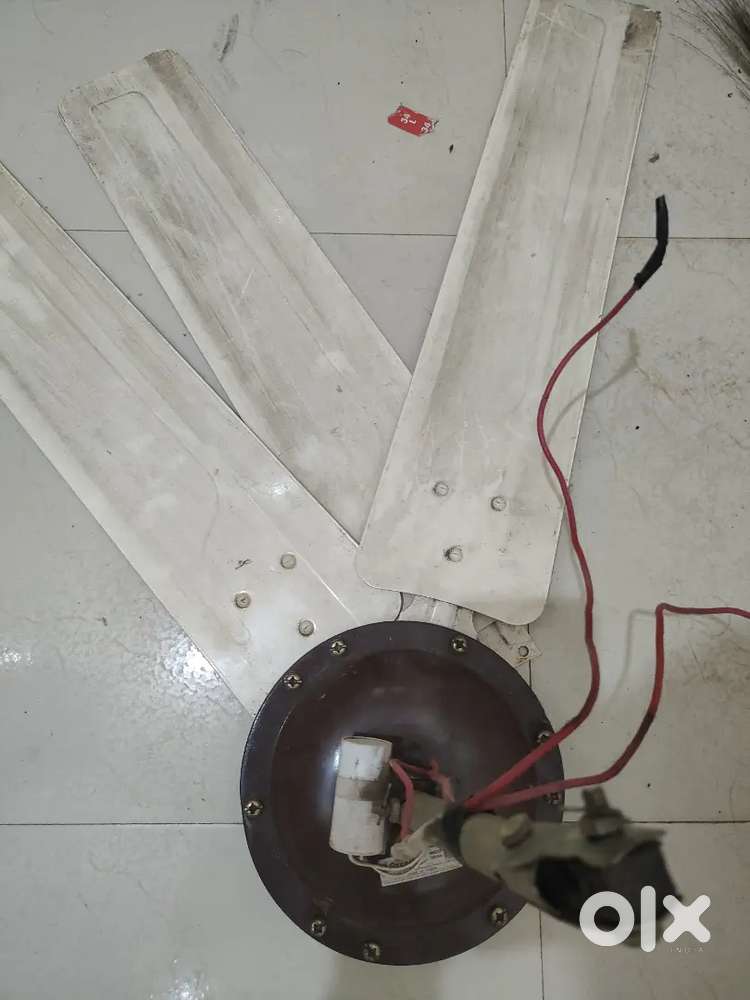 Preethi Fan, 9 months Old