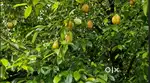 Idukki Kattapana Near 815 cent La Pattayam Land for sale.