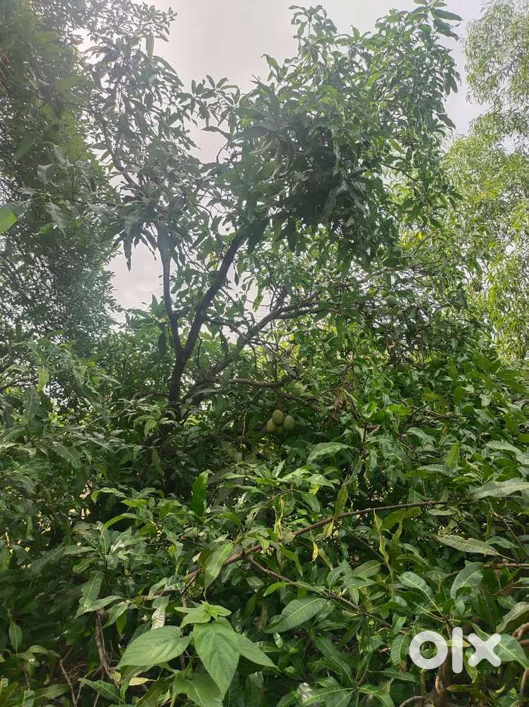 32000sq mt+land for sale @aronda
