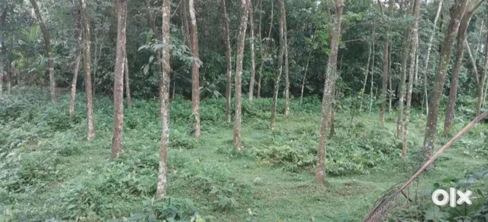 ഉഴവൂർ, കുറിച്ചിത്താനം K R നാരായണൻ സ്കൂളിനോട് ചേർന്ന് 1ഏക്കർ സ്ഥലം