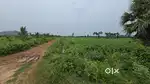 అగ్రికల్చర్ ల్యాండ్స్