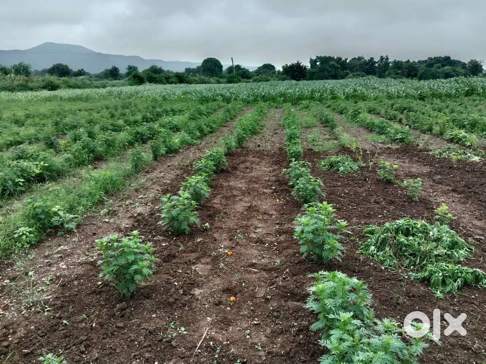 Best farm for sale devlopment and farming
