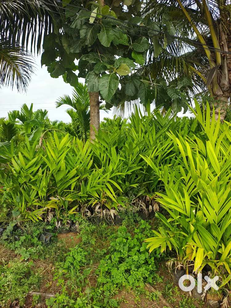 Adike sasi for sale chitrali got...2 years sasi per sasi only eighty