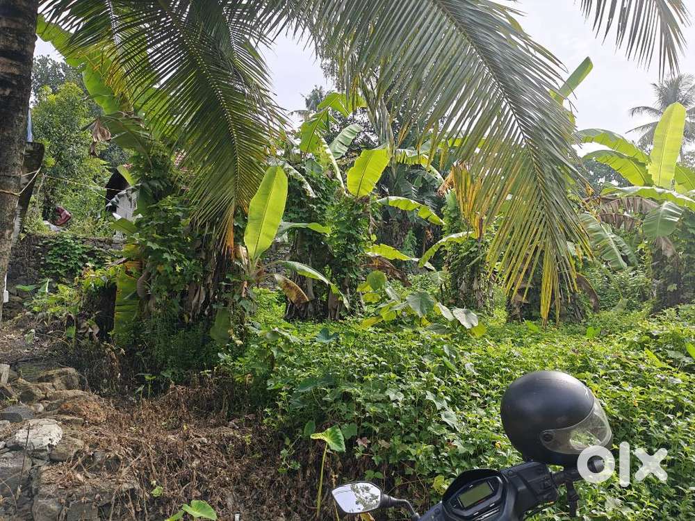 Land at Mookkannur near Angamaly