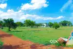 Minjur land Per Sqft 750/- residential land registration Patta EC free