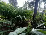Idukki Panikkankudy 4.85 AC LA pattayam land with house