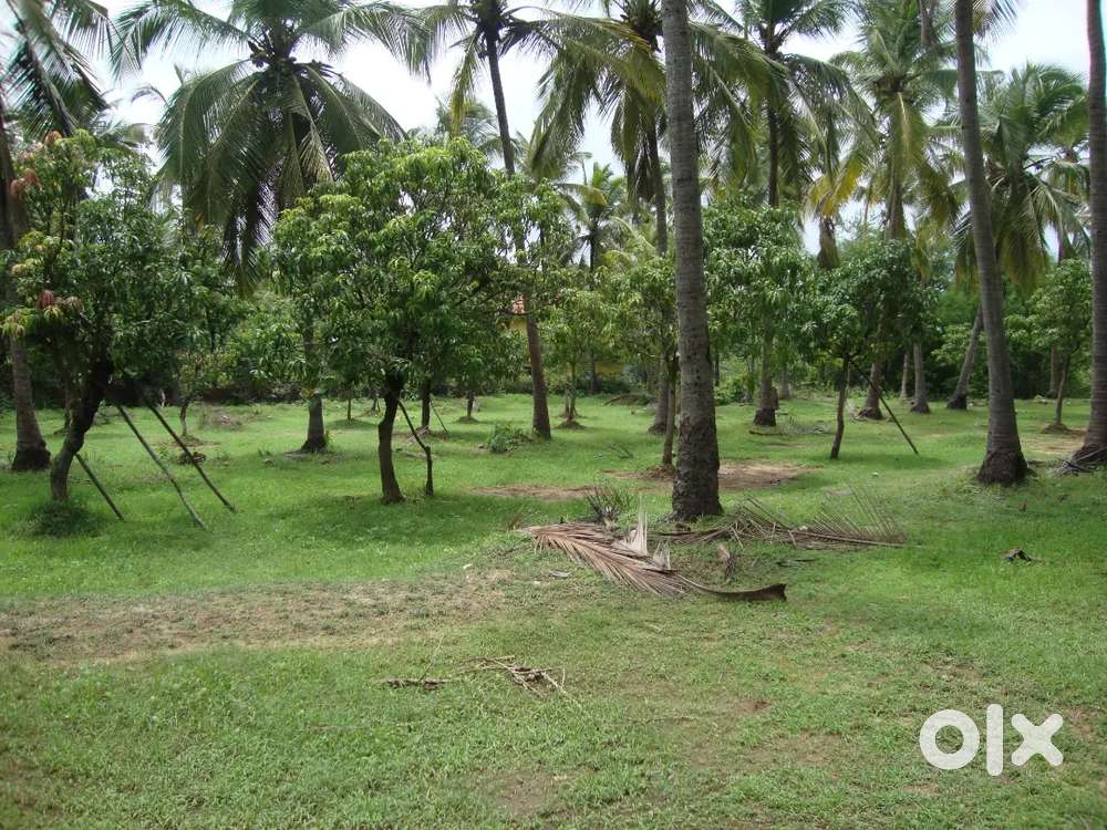 Attractive Hillside plot 6150 sq metres Ideal for large family villa.