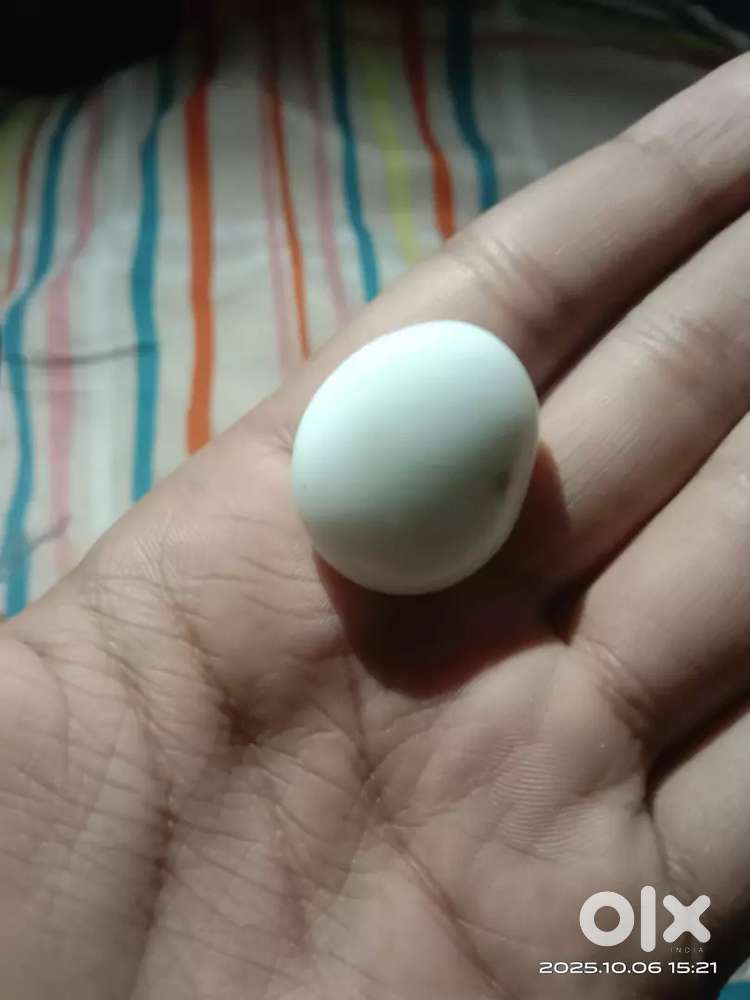 सोने की 3 ट्रेंडी बाली की डिजाइन लड़ी के साथ मात्र 1 से कम में #पोस्ट
