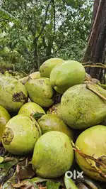 Bulk Coconut Sale – Best Wholesale Rates in Pathanamthitta