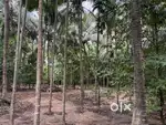 Coconut Arecanut Plot for sale