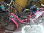 Ladybird cycle
