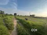 2 Acres Agricultural Land at Lisan Dahina Kanwali Road Rewari