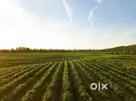wanted Farmworkers urgent requirement
