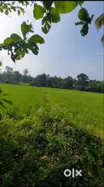 Paddy side land at Puthenkurish