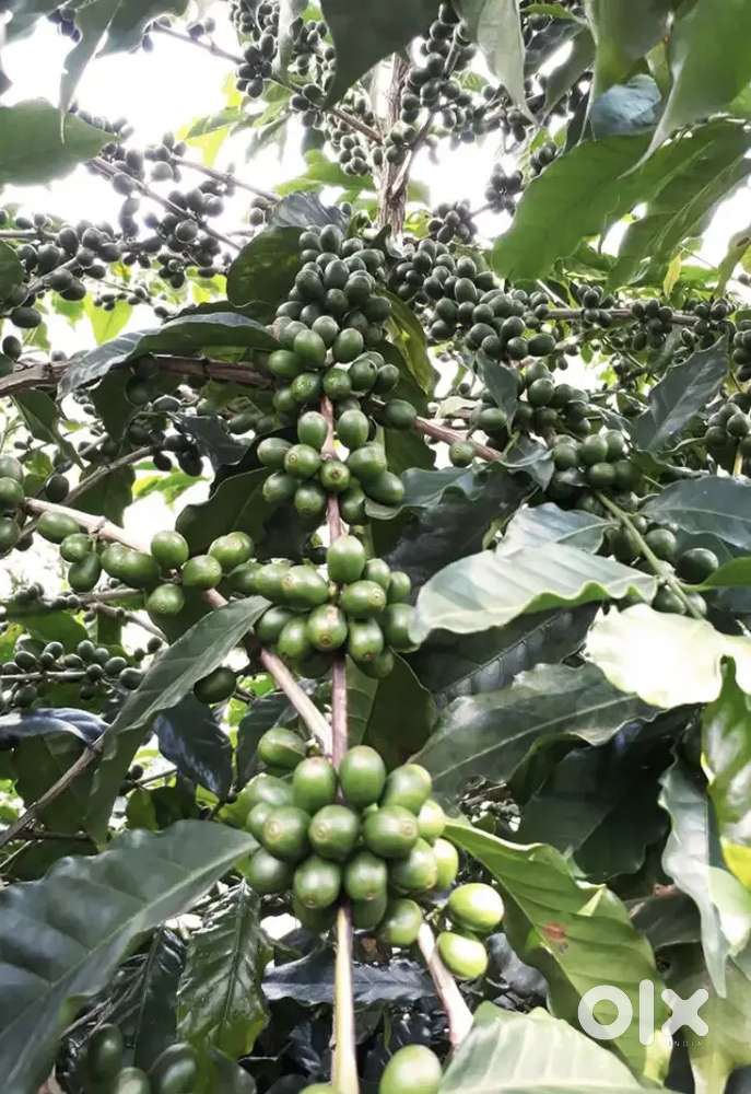 Cent.55000 For sale coffe plant .