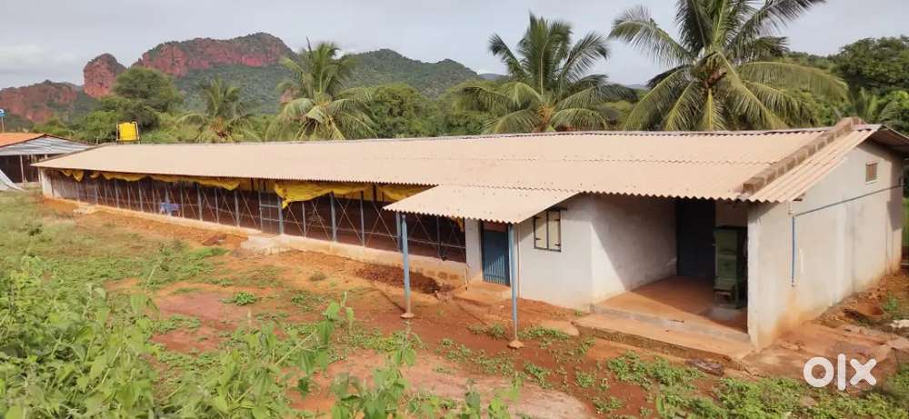 Full Furnished Poultry Farm Shed for Sale