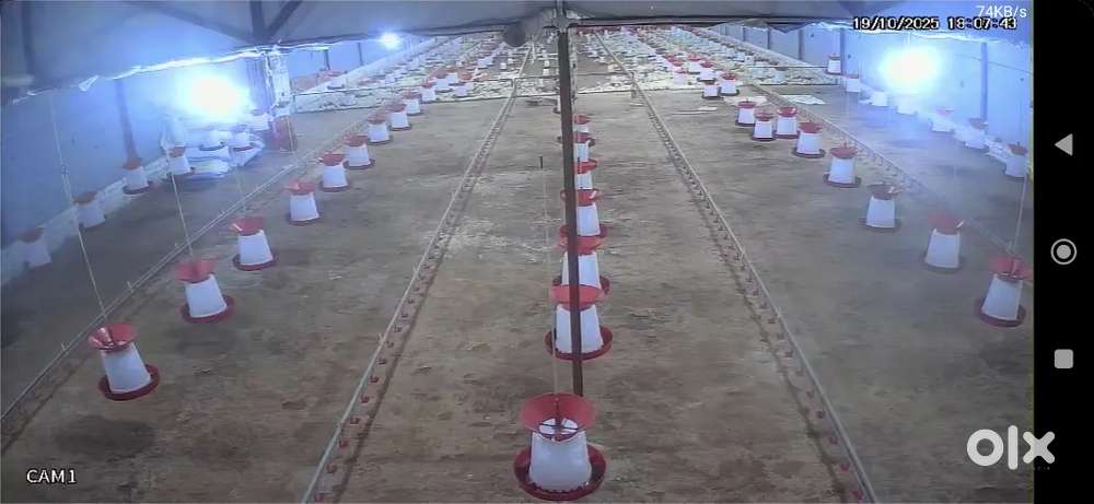 Poultry farm helper