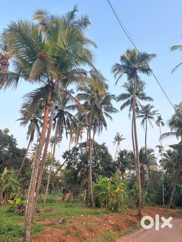 Total 68 cent near roadside