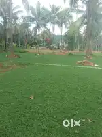 2acre land with coconut trees of 60 and many more like rambuttans.