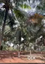 52 cents farmland for sale at Chettipalayam