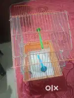 Love birds