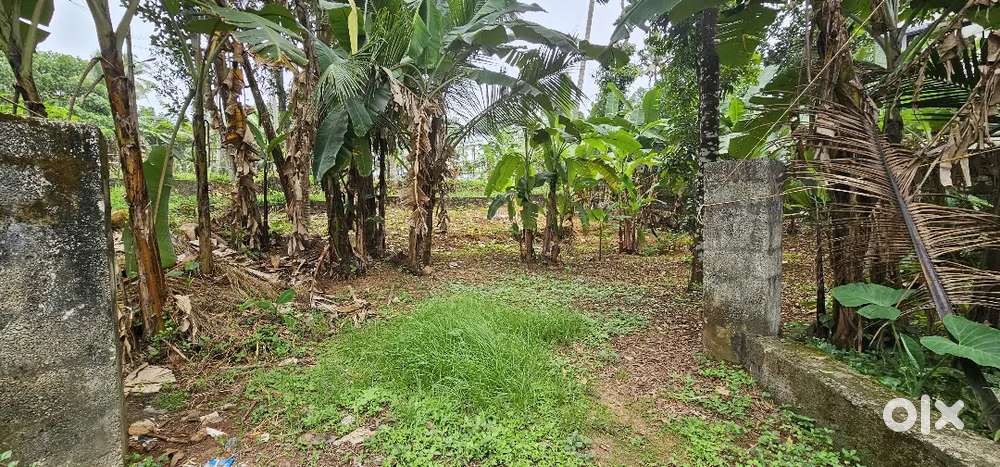 House plot for sale nearest kodinattumkunne changanacherry