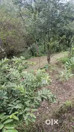 7 Biswa Land for Sale in Solan