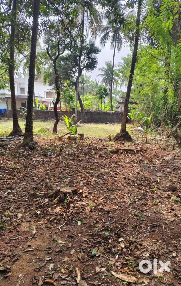 38 Cents Land with Old House for Sale – Hosdurg, Kanhangad
